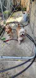 Found/Stray Male Dog last seen Royal oaks dr. Royal park lane, Stockton, CA 95209