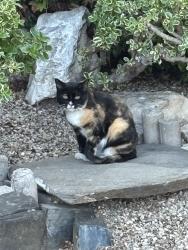 Found/Stray Unknown Cat last seen Stoner Ave and La Grange, Los Angeles, CA 90025