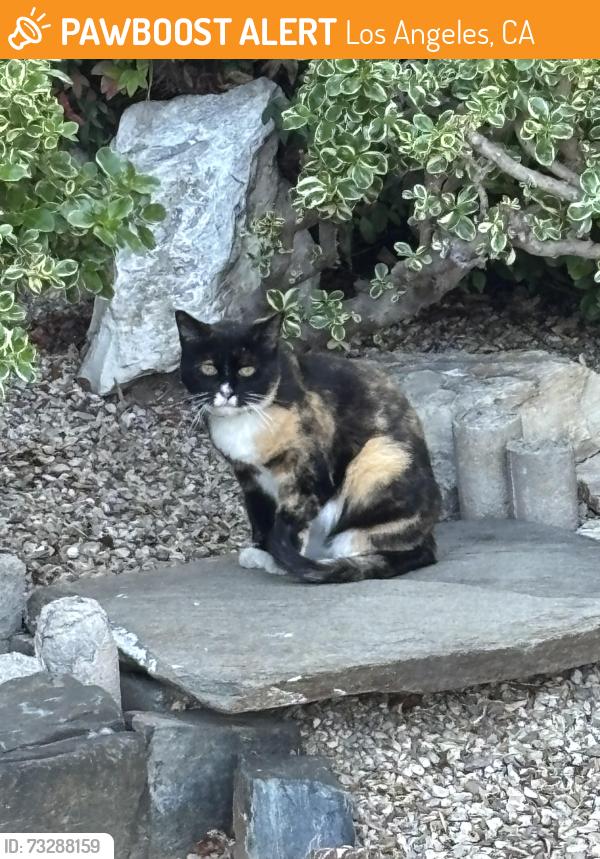 Found/Stray Unknown Cat last seen Stoner Ave and La Grange, Los Angeles, CA 90025