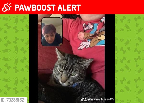 Lost Male Cat last seen Sequoia dr, Colorado Springs, CO 80910