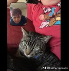 Lost Male Cat last seen Sequoia dr, Colorado Springs, CO 80910