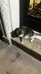 Reunited Male Cat last seen Saint Johns Place in between Washington Avenue and Underhill Avenue, Brooklyn, NY 11238
