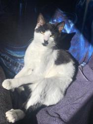 Lost Male Cat last seen East freetown k-12 school, Freetown, MA 02717