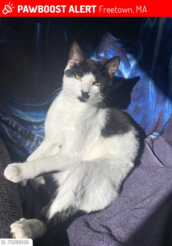 Lost Male Cat last seen East freetown k-12 school, Freetown, MA 02717