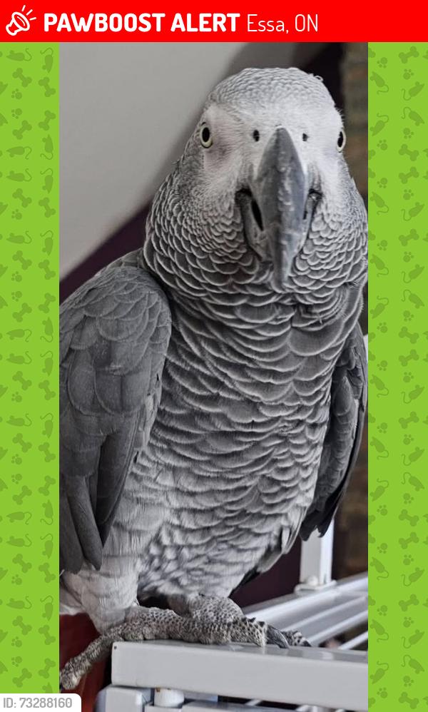 Lost Male Bird last seen Brentwood rd between NoFrills n B&M variety, Essa, ON 