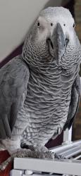 Lost Male Bird last seen Brentwood rd between NoFrills n B&M variety, Essa, ON 