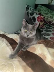 Lost Male Cat last seen Queenston est, Kitchener, ON N2B 2P9