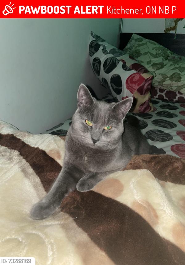 Lost Male Cat last seen Queenston est, Kitchener, ON N2B 2P9