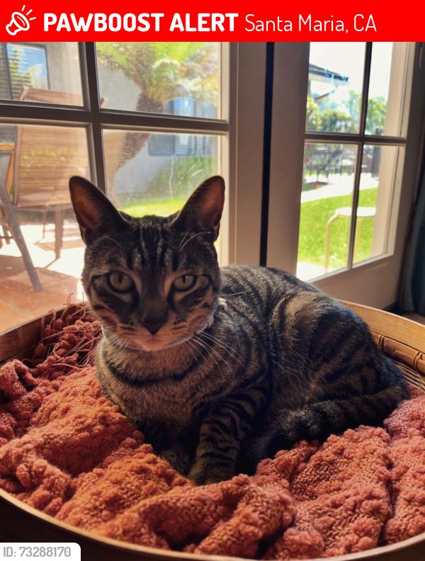 Lost Male Cat last seen Foxenwood, Santa Maria, CA 93455