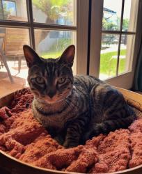 Lost Male Cat last seen Foxenwood, Santa Maria, CA 93455
