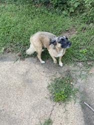 Lost Male Dog last seen Dunn & Titus, Memphis, TN 38111