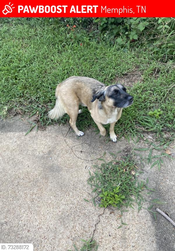 Lost Male Dog last seen Dunn & Titus, Memphis, TN 38111