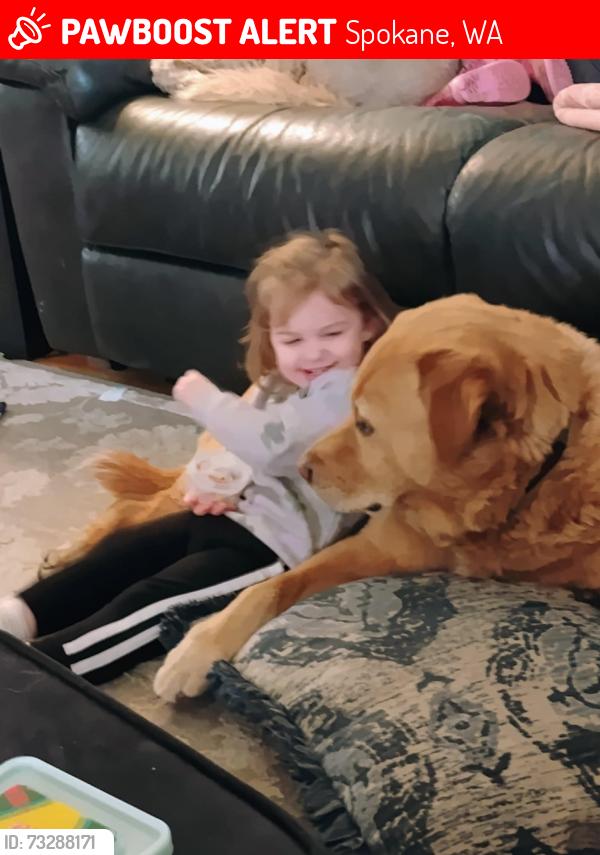 Lost Male Dog last seen Ninth, Spokane, WA 99202