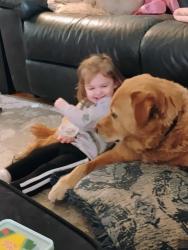 Lost Male Dog last seen Ninth, Spokane, WA 99202