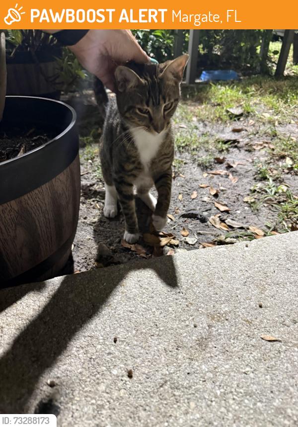 Found/Stray Unknown Cat last seen Banks Road, Margate, FL 33063