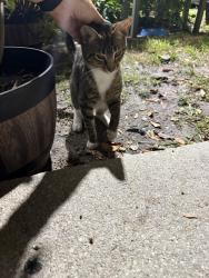 Found/Stray Unknown Cat last seen Banks Road, Margate, FL 33063