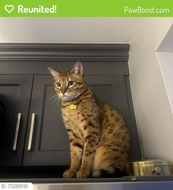Reunited Male Cat last seen Davis drive and park side, Newmarket, ON 