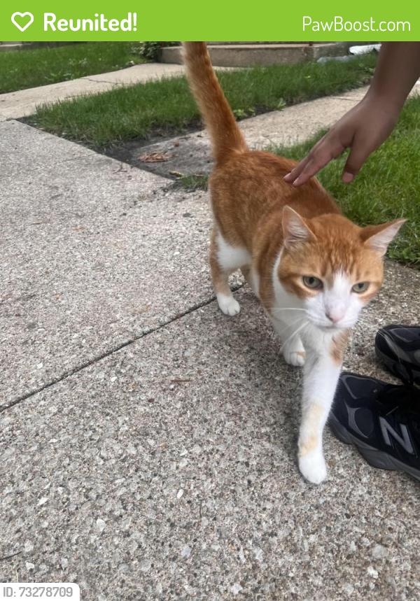 Reunited Male Cat last seen Cermak Rd, Berwyn, IL 60402