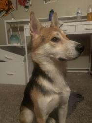 Found/Stray Male Dog last seen river mountain park, Henderson, NV 89002