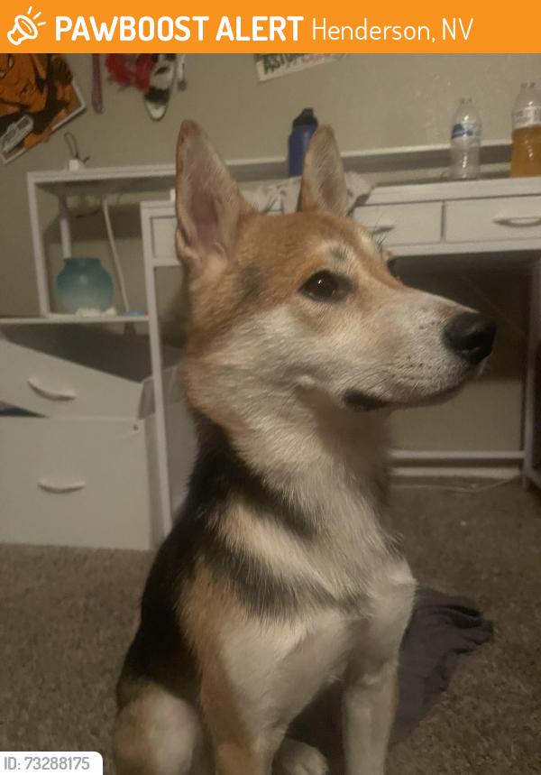 Found/Stray Male Dog last seen river mountain park, Henderson, NV 89002