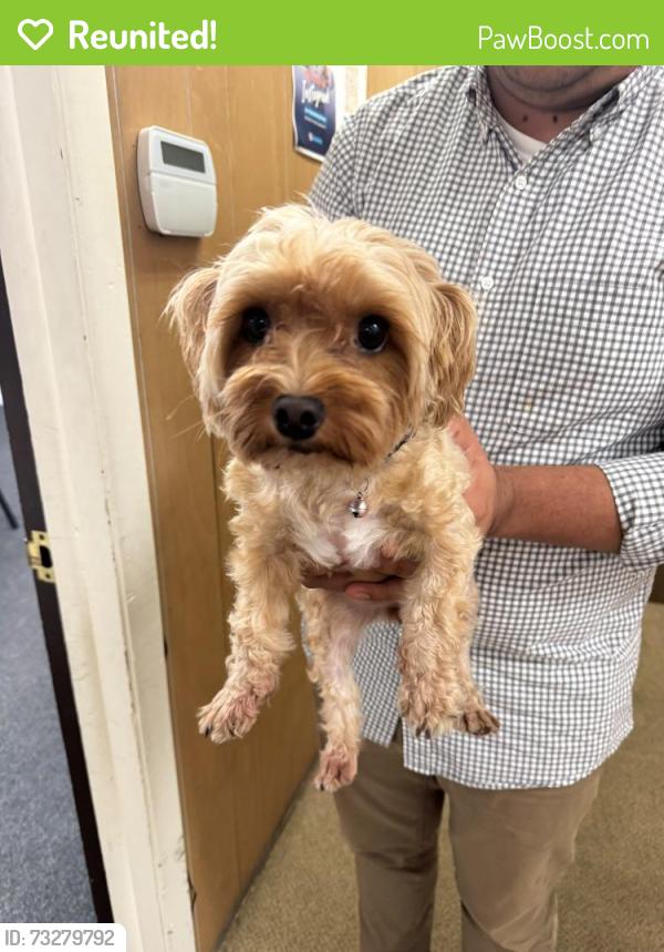 Reunited Unknown Dog last seen Bank of America, capital ave, Bridgeport, CT 06609