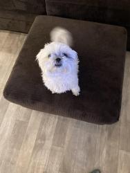 Reunited Female Dog last seen Simpson and Leon, Menifee, CA 92596
