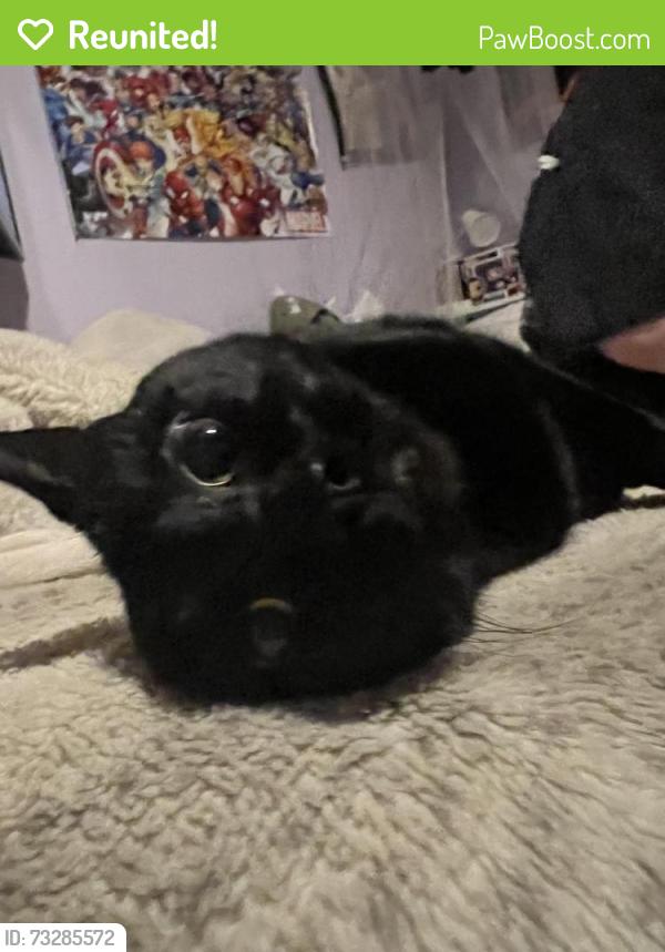 Reunited Male Cat last seen Burwell, Bremerton, WA 98312