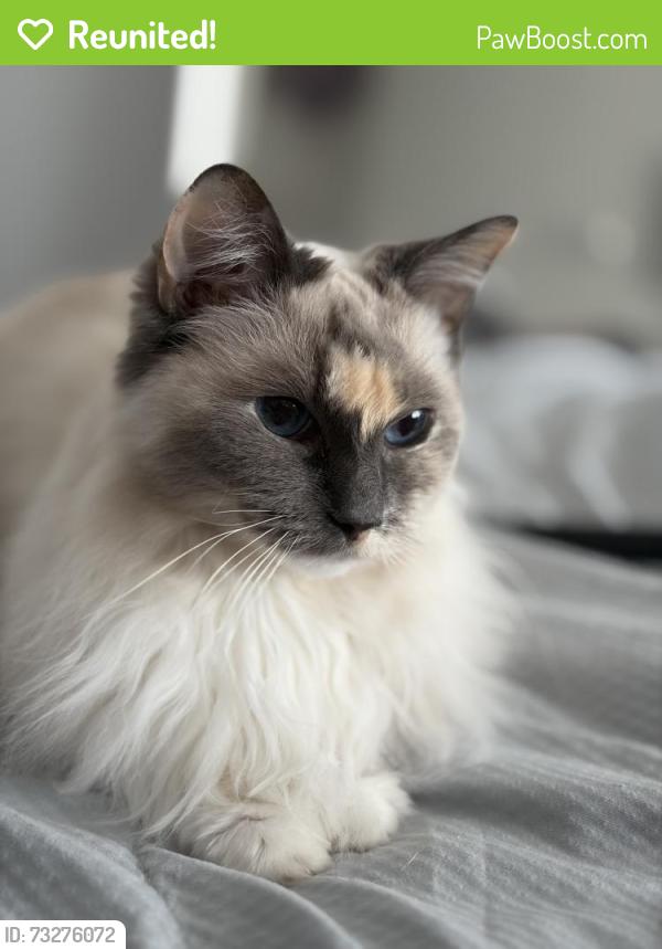 Reunited Female Cat last seen GU9 0Qq, Surrey, England GU9 0QQ