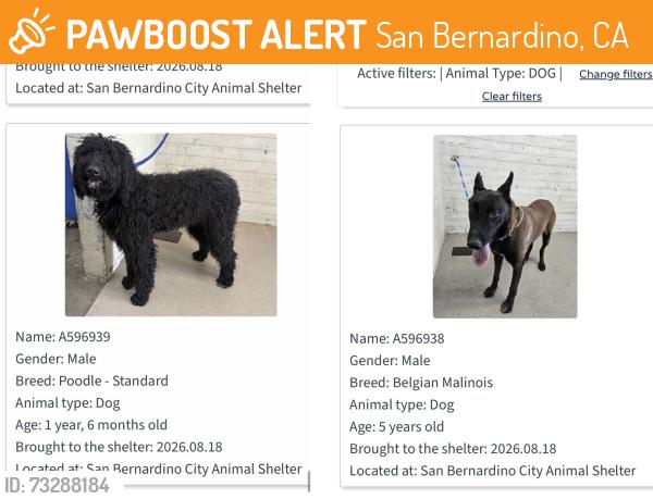 Found/Stray Unknown Dog last seen Rialto Ave & Eucalyptus Ave, San Bernardino, CA 92415