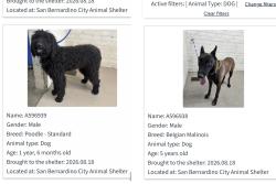 Found/Stray Unknown Dog last seen Rialto Ave & Eucalyptus Ave, San Bernardino, CA 92415