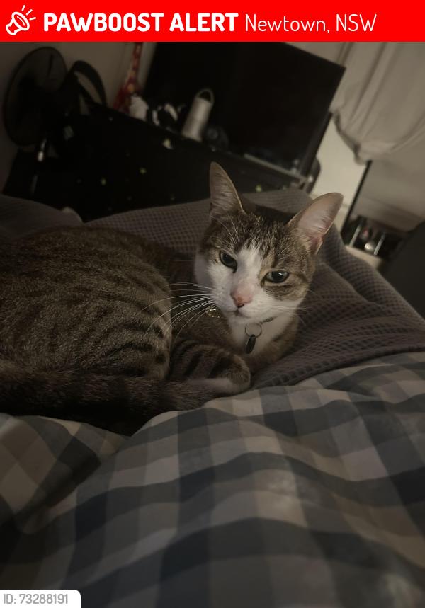 Lost Male Cat last seen near enmore tunnel under the railway line, Newtown, NSW 2042