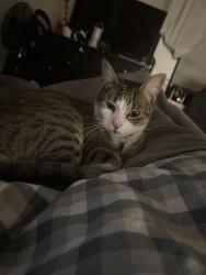 Lost Male Cat last seen near enmore tunnel under the railway line, Newtown, NSW 2042