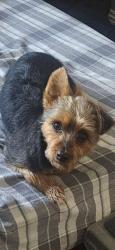 Reunited Male Dog last seen Clavelita St, San Diego, CA 92154