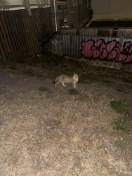 Found/Stray Unknown Cat last seen In front of Brittania brewing in steveston village, Richmond, BC 