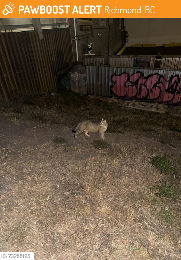Found/Stray Unknown Cat last seen In front of Brittania brewing in steveston village, Richmond, BC 