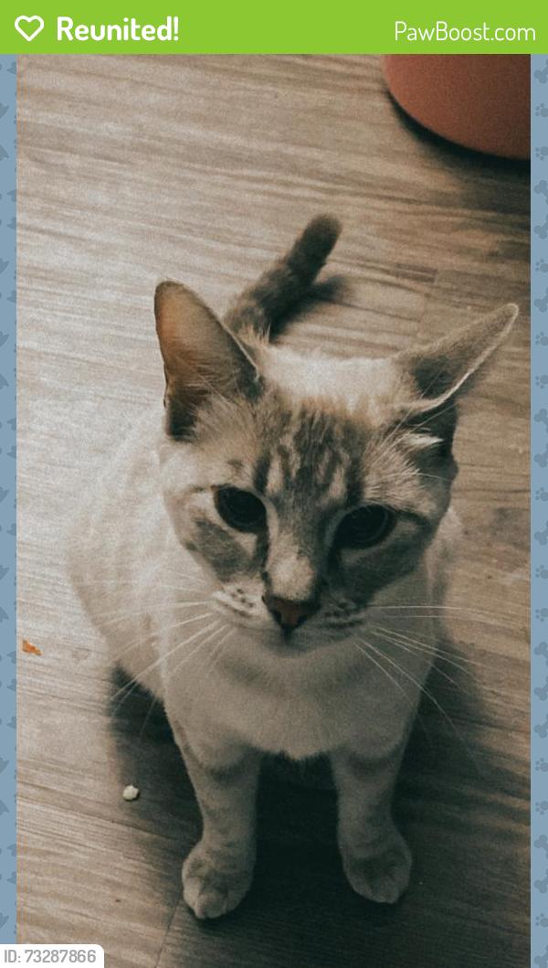 Reunited Female Cat last seen In my porch, Los Angeles, CA 91331