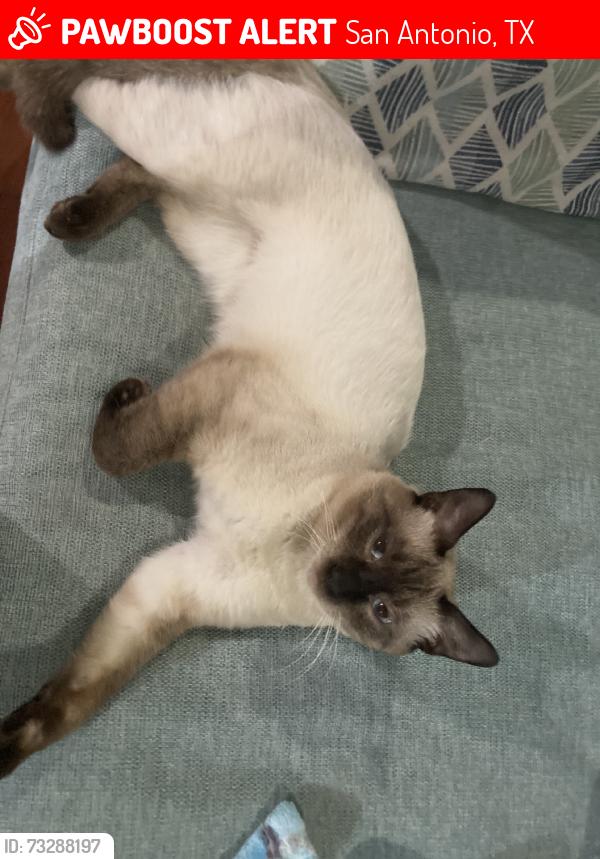 Lost Male Cat last seen Oak Leigh Street, San Antonio, TX 78232