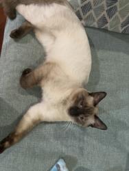 Lost Male Cat last seen Oak Leigh Street, San Antonio, TX 78232
