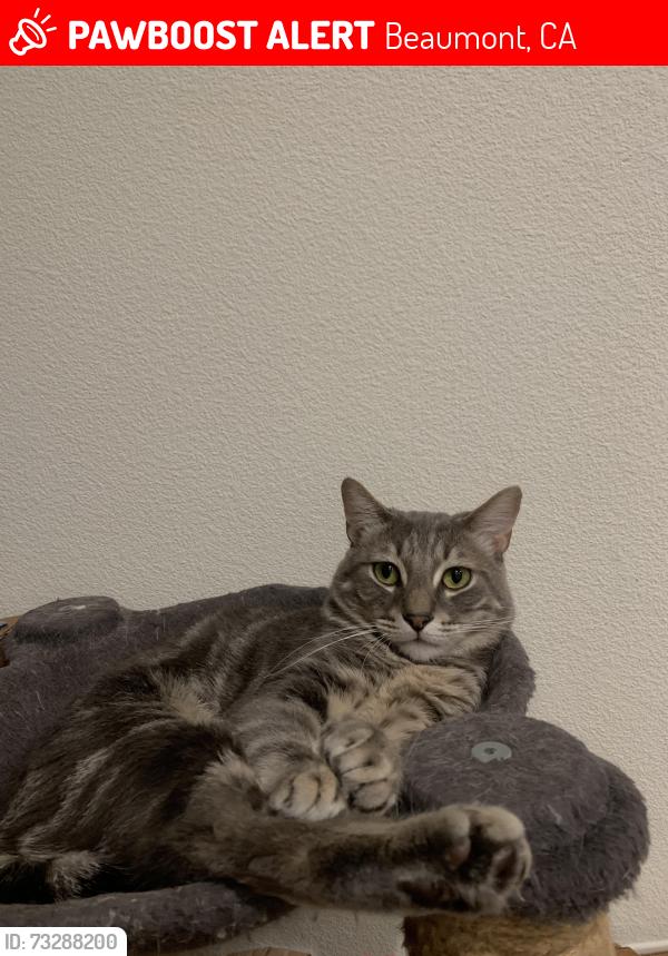 Lost Male Cat last seen Webb Place, Beaumont CA, Beaumont, CA 92223