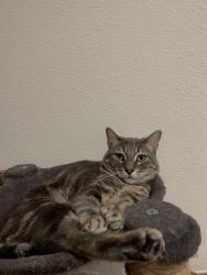 Lost Male Cat last seen Webb Place, Beaumont CA, Beaumont, CA 92223