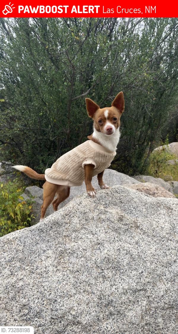 Lost Male Dog last seen Berry patch ave las cruces 9159, Las Cruces, NM 88011