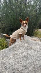Lost Male Dog last seen Berry patch ave las cruces 9159, Las Cruces, NM 88011