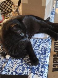 Lost Male Cat last seen Prestige Acres, Clifton Springs, NY 14432