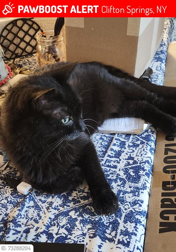 Lost Male Cat last seen Prestige Acres, Clifton Springs, NY 14432