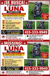 Lost Female Dog last seen Zinfandel ave / Kiernan ave, Salida, CA 95368