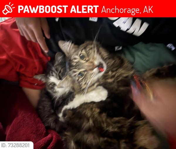 Lost Male Cat last seen Near Medfra St, Anchorage, AK 99501