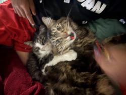 Lost Male Cat last seen Near Medfra St, Anchorage, AK 99501