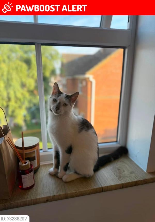 Lost Male Cat last seen Asda nettleham fields, Lincolnshire, England LN2 4GB