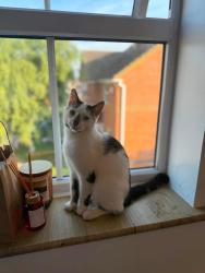 Lost Male Cat last seen Asda nettleham fields, Lincolnshire, England LN2 4GB