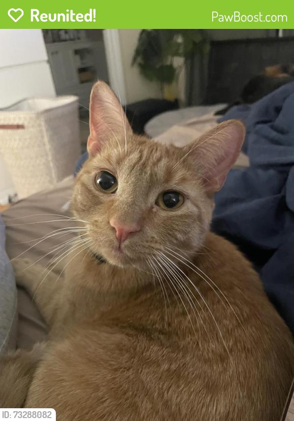 Reunited Male Cat last seen Gardner and Summit - May also be on Belmont, Jersey City, NJ 07304